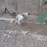 خروس برهما