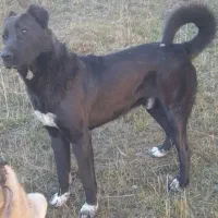 نیستم|سگ|ثمرین, |دیوار