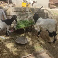 فروش تعدادی گوسفند