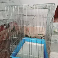 قفس|لوازم جانبی حیوانات|قروه, |دیوار