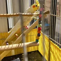 عروس هلندی گم شده