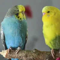 فروش مرغ عشق به شرط