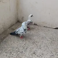 سلام 2تا ملاقی یه ساده