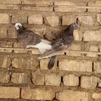 کبوتر|پرنده|اصفهان, الهیه|دیوار