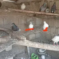 کبوتر پرشی گم شده|پرنده|بندر گناوه, |دیوار