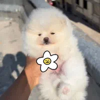 توله پامرانین خرسی|سگ|شیراز, شاپورجان|دیوار