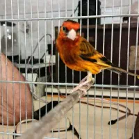 سهره قناری