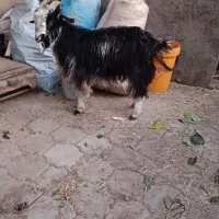 بزغاله نر|حیوانات مزرعه|کاشان, دشت لتحر|دیوار