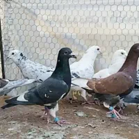 دسته کفتر پلاکی.کفتر.جهرم.|پرنده|شیراز, آزادگان|دیوار