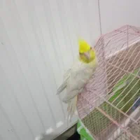 عروس هلندی|پرنده|سردشت, |دیوار