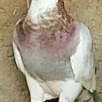 کبوتر دو نر یه ماده نر سبز نر پلنگ لایی ماده مگس