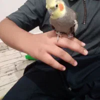 عروس هلندی نر وماده سالم|پرنده|نظرآباد, نظرآباد|دیوار