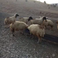 ده عدد میش جوان آبستن