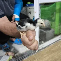 نیمچه لاری و برهما