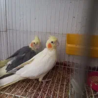 عروس هلندی .|پرنده|ساوه, |دیوار