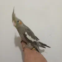 عروس هلندی|پرنده|قم, وادی السلام|دیوار