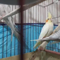 جوجه عروس هلندی سه ماهه