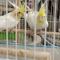 عروس هلندی|پرنده|شاهینشهر, نسیم ۵|دیوار