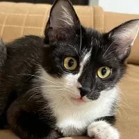 واگذاری گربه تاکسیدو