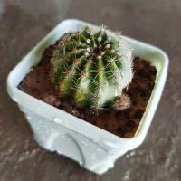 کاکتوس|زیورآلات و اکسسوری|سرپل ذهاب, |دیوار