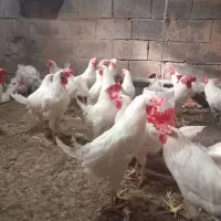 خروس درج یک نزری غیره