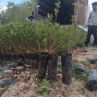 فروش نهال پسته