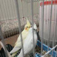 طوطی ، عروس هلندی