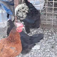 خروس‌سیاه‌دوایی