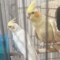 عروس هلندی مولد