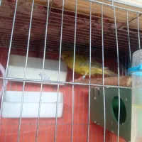 قناری نر|پرنده|بهبهان, |دیوار