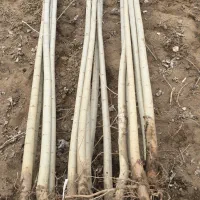 صنوبر پُررشد مناسب کاشت عمده و تکدرخت|خدمات باغبانی و درختکاری|ماکو, |دیوار