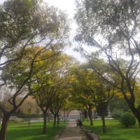 زمین کشاورزی ۸۵۰ متری سند ملک مشاع معاوضه با خودرو