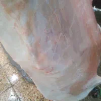 گوست گوسفندی و بره|خوردنی و آشامیدنی|کارون, |دیوار