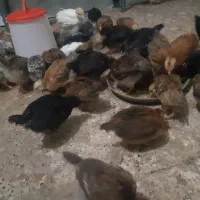 جوجه گلپایگانی یک ماهه تضمینی