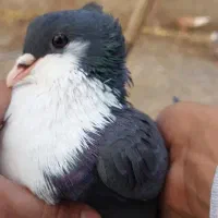 جفت کفتر ریش واکسی و هفت رنگ