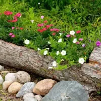 قطع وتیکه کردن درخت وچوب بااره موتوری