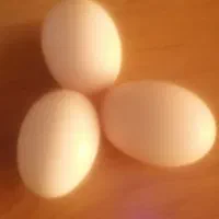 تخم مرغ نطفه دار نژاد گلپایگان