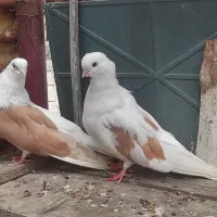 کبوتر تهرانی