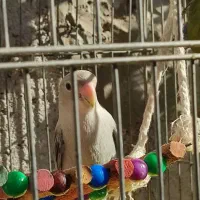 طوطی برزیلی|پرنده|رستم‌آباد, |دیوار