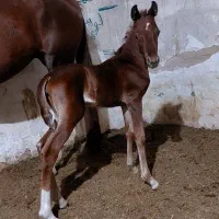 فروش اسب عرب خالص|اسب و تجهیزات اسب‌سواری|رامشیر, |دیوار