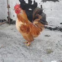 خروس منیاتوری