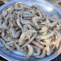 انواع ماهی جنوب در خدمت هم استانی های عزیز