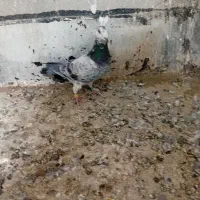 یه کبوتر به فروش میرس