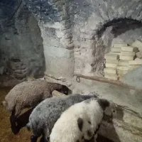 بره نر کشتاری و داشتی