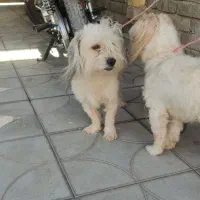 سگ پا کوتا|سگ|داراب, |دیوار