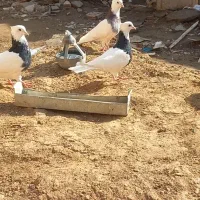 سه عدد کفتر طوقی