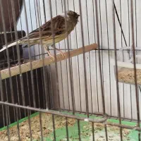 قناری|پرنده|خمینی‌شهر, |دیوار