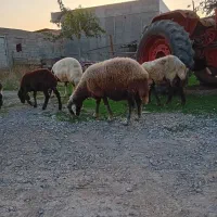 ۱راس گوسفند افشاری جنس|حیوانات مزرعه|آق قلا, |دیوار