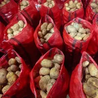 سیب زمینی 500تن سیب زمینی  بذری پرتقالی