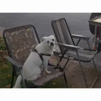 سگ گمشده مژدگانی